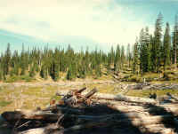 meadow.jpg (197549 bytes)